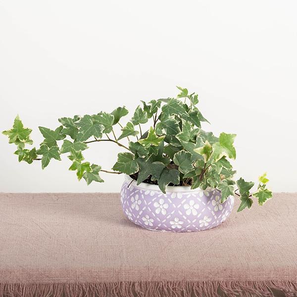 Lavender Cement Flower Pot with White Flowers, Low