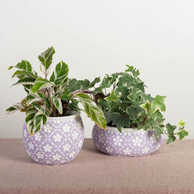 Load image into Gallery viewer, Lavender Cement Flower Pot with White Flowers
