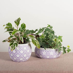 Lavender Cement Flower Pot with White Flowers, Low