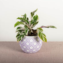 Load image into Gallery viewer, Lavender Cement Flower Pot with White Flowers
