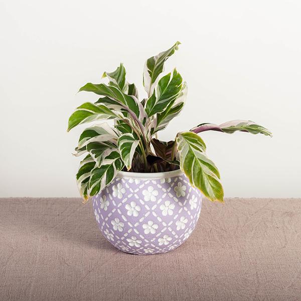 Lavender Cement Flower Pot with White Flowers