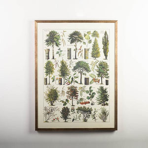 Tree Framed Print